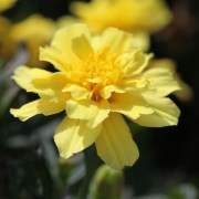 barkhattsy-otklonennye-alumia-vanilla-cream-10-sht
