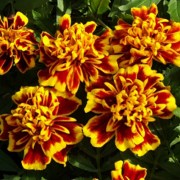 barkhattsy-otklonennye-bonanza-bee-10-sht