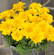 barkhattsy-otklonennye-safari-yellow-10-sht