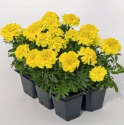 barkhattsy-otklonennye-super-hero-deep-yellow-novinka-10-sht