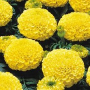 barkhattsy-pryamostoyachie-marvel-yellow-5-sht