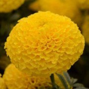 barkhattsy-pryamostoyachie-taishan-yellow-5-sht