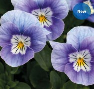 viola-admire-f1-lavender-pink-face-5-sht