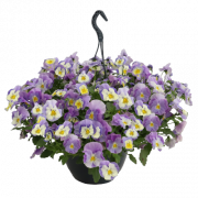 viola-ampelnaya-highflyer-f1-light-violet-shades-novinka-3-sht2
