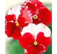 viola-desiderio-orchid-rose-tricolour-5-sht
