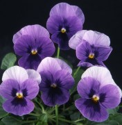 viola-gibridnaya-pandora-f1-beacon-5-sht