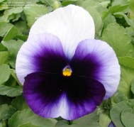 viola-krupnotsvetkovaya-delta-beaconsfield-5-sht
