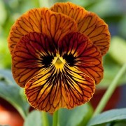 viola-krupnotsvetkovaya-tiger-eye-red-5-sht