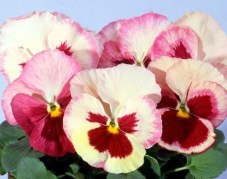 viola-vittroka-acquarelle-f1-strawberry-orchid-5-sht