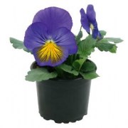 viola-vittroka-cats-plus-f1-blue-yellow-novinka-5-sht