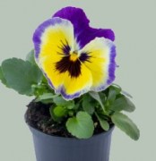 viola-vittroka-inspire-plus-blueberry-lemon-5-sht