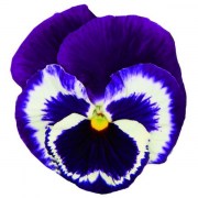 viola-vittroka-italia-f1-blue-top-5-sht