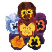 viola-vittroka-joker-f1-mix-5-sht