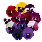 viola-xl-f1-inspire-deluxxe-blotch-mix-5-sht