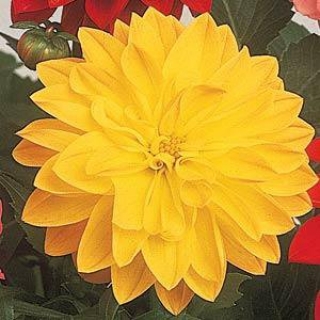 Георгина гибридная FIGARO Yellow Shades - 5 шт.