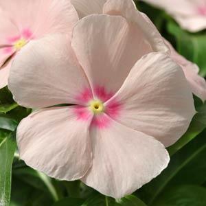 Катарантус ампельный MEDITERRANEAN – XP PEACH - 5 шт.