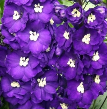 Дельфиниум Purple Passion - 3 шт.