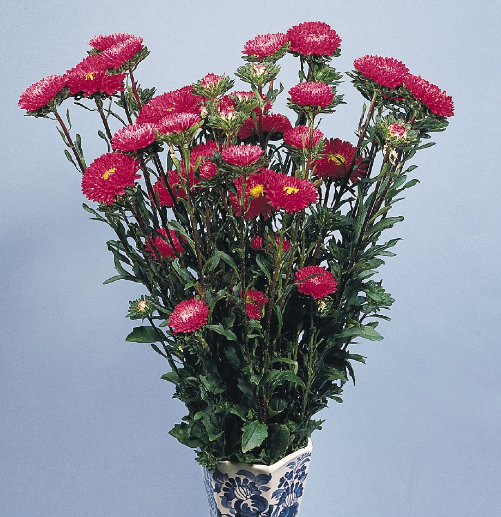 Астра китайская Fan Deep Rose - 10 шт.