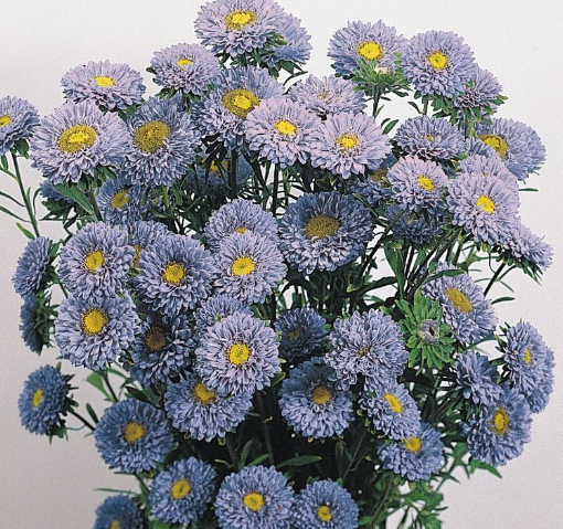 Астра китайская Fan Light Blue - 10 шт.