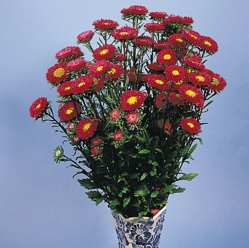 Астра китайская Fan Red - 10 шт.
