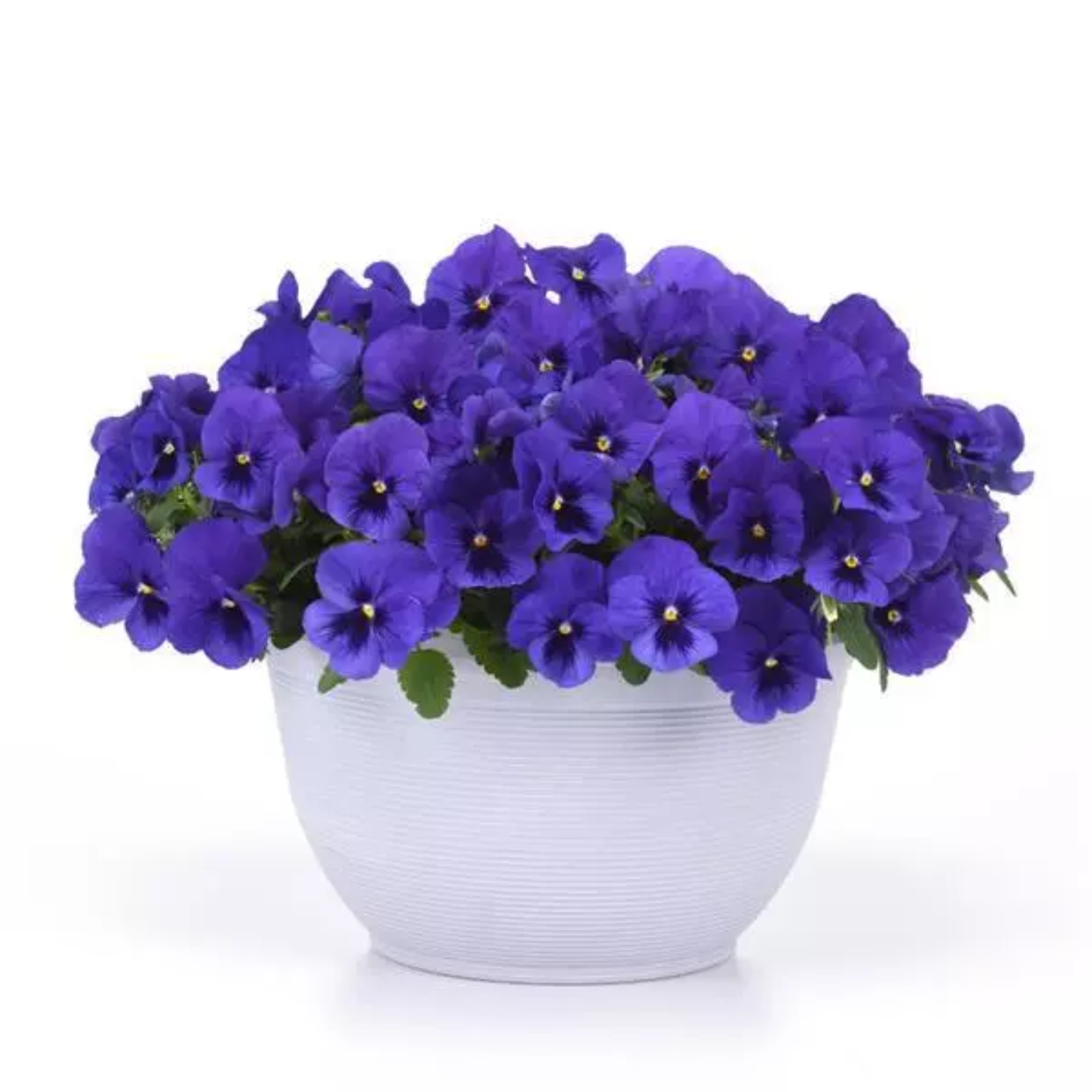 Виола ампельная Top Wave Blue Blotch. НОВИНКА! - 3 шт.