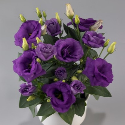Эустома Rosie F1 lavender blue - 5 шт.