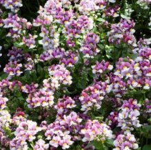 Nemesia_Pretty_Please_Rose_Bicolour_360_360_c1_c_c_0_0