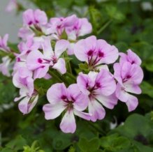 Geranium