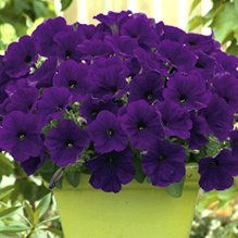 i-Petunia-i-Trilogy-Blue-Takii