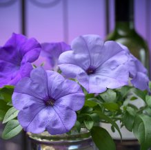 Petunia-F1-Evening-Scentsation-flower-11