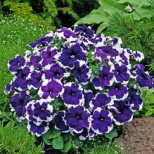 petunia-donna-blue-picotee-1