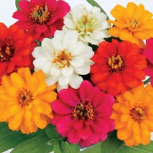 zinnia-profusion