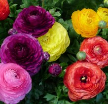 Ranunculus038