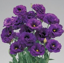 eustoma-krupnotsvetkovaya-super-magic-f1-deep-blue-5-sht_f