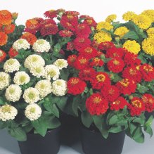 zinnia-zinnita-mix