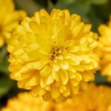 Deep_Yellow70072218-flower_1