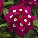 verbena-gibridnaya-tuscany-f1-burgundy-with-eye-5-sht