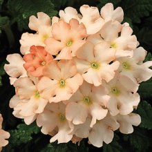 verbena-gibridnaya-tuscany-f1-peach-5-sht