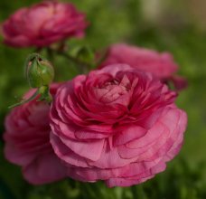 Ranunculus_Bloomingdale-II_Rose-Shades-A11