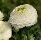 Ranunculus_Bloomingdale-II_White-A1