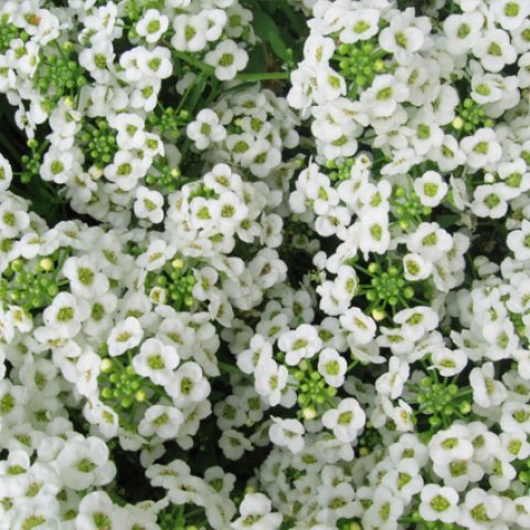 Sweet_alyssum