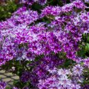 Phlox_Popstars_Blue_(2)