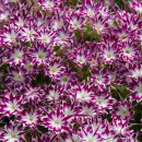 Phlox_Popstars_Purple_with_Eye