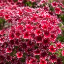 Phlox_Popstars_Red_(2)