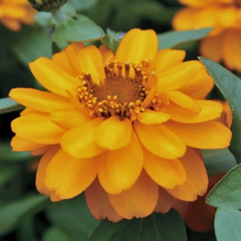 zinnia-profusion-gold