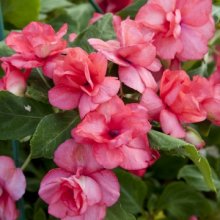 Impatiens_Athena_Coral_Pink_14024065