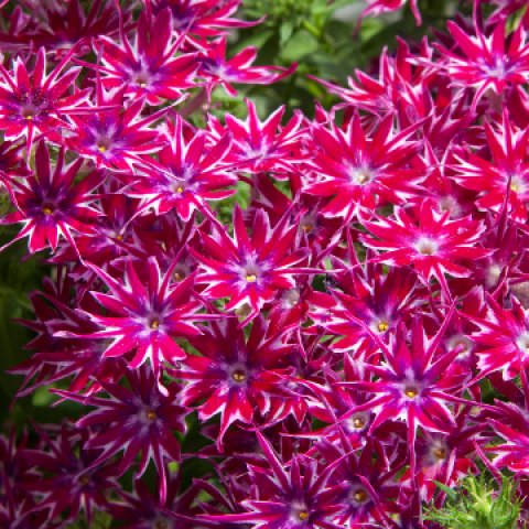 Phlox_Popstars_Purple_(2)