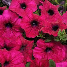 petunia_wave purple