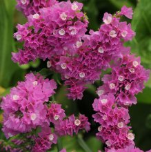 QIS_Rose_Limonium