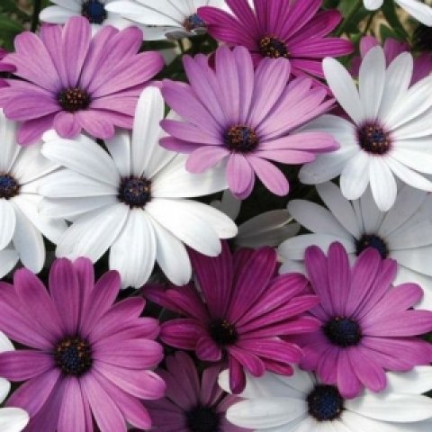 osteospermum_peshn_miks